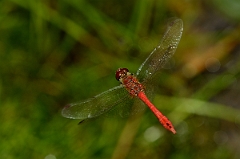 David Plant Photography - Wildlife Photography - Ruddy darter - B